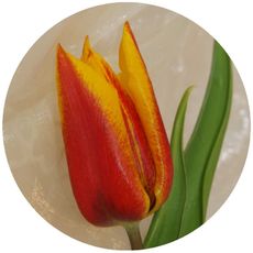 Tulpe-orange-gelb.jpg